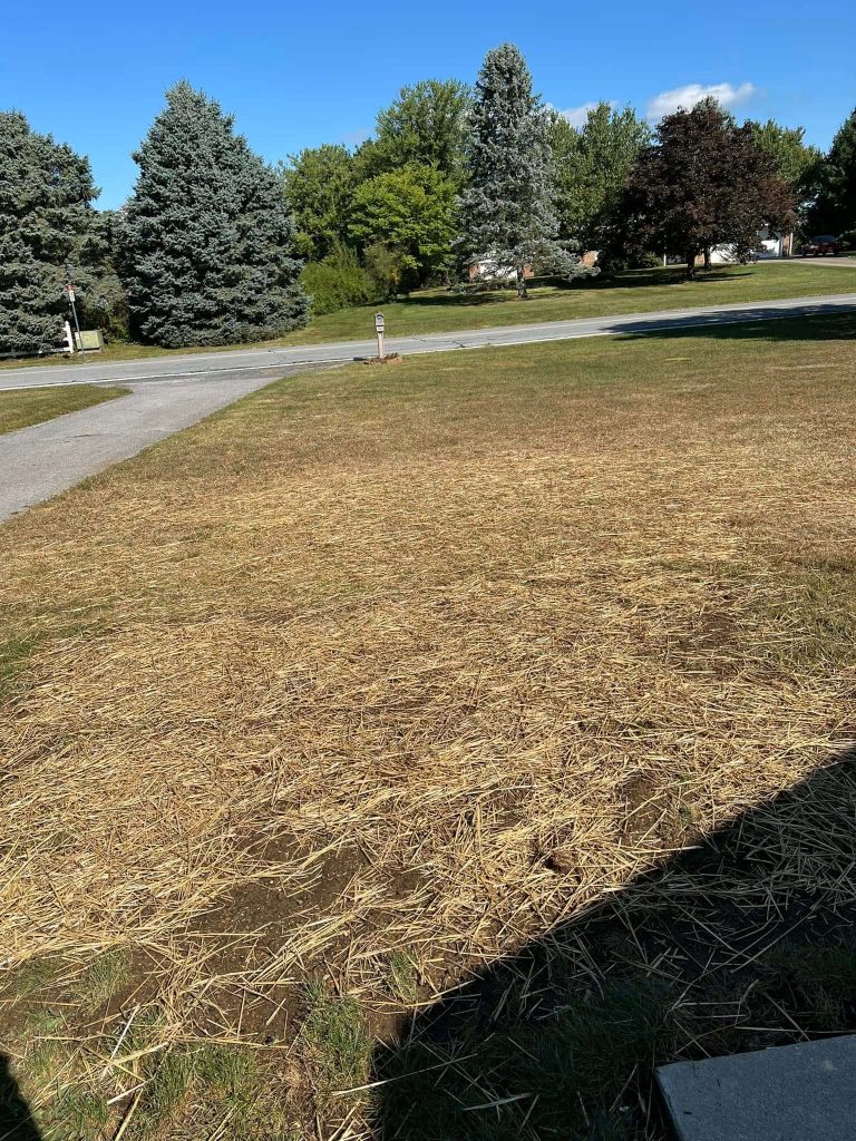 restoring grass lawn, landscaping