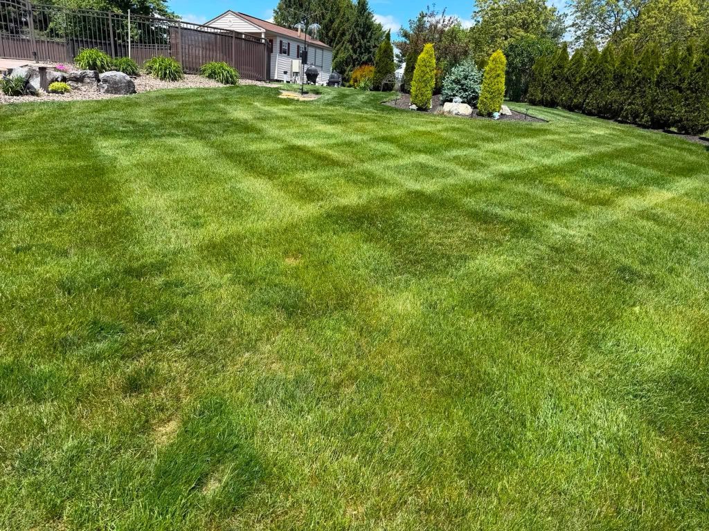 neatly mowed backyard grass